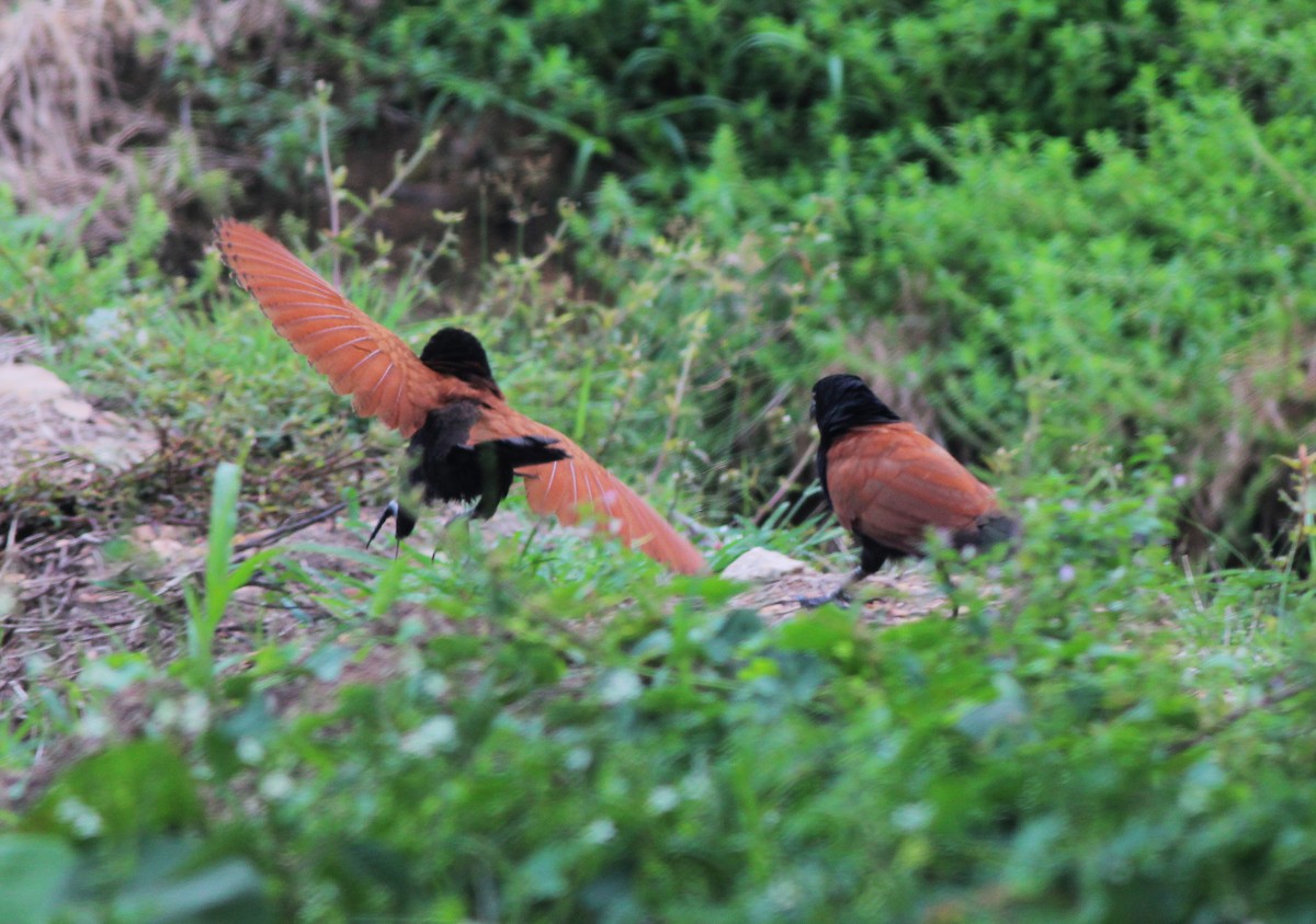 Greater Coucal - ML620783291
