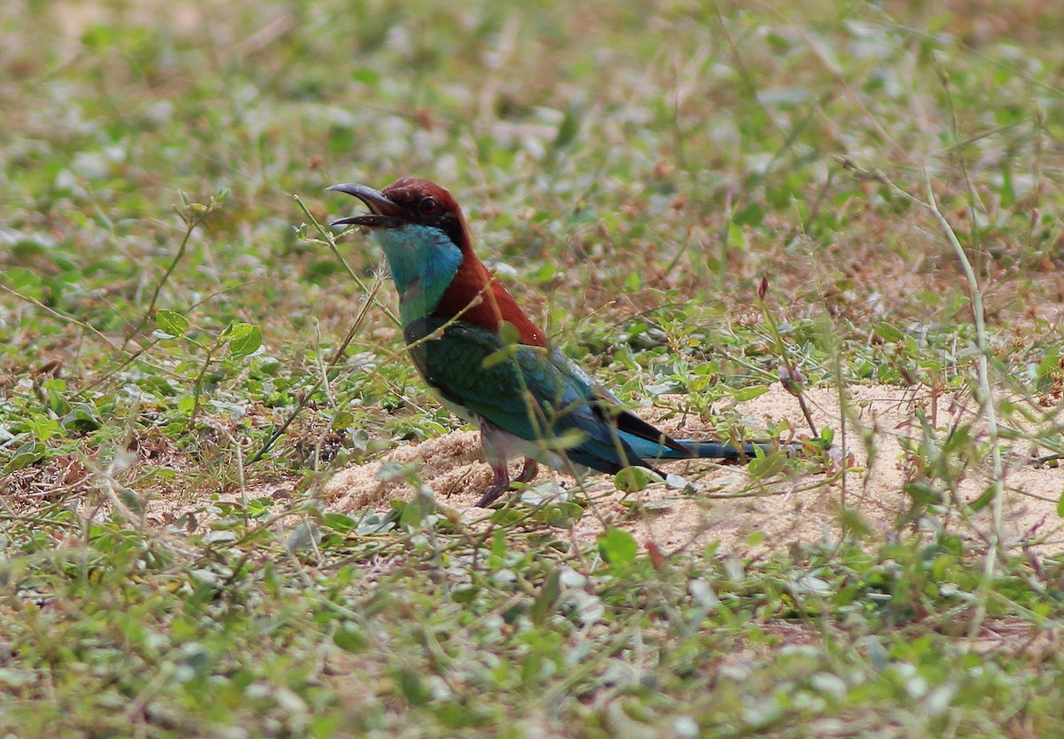 Blue-throated Bee-eater - ML620783313