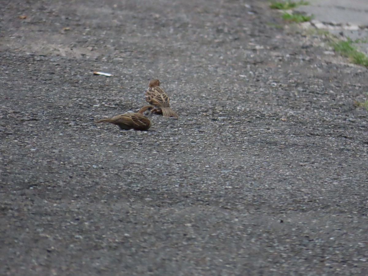 Eurasian Tree Sparrow - ML620783328