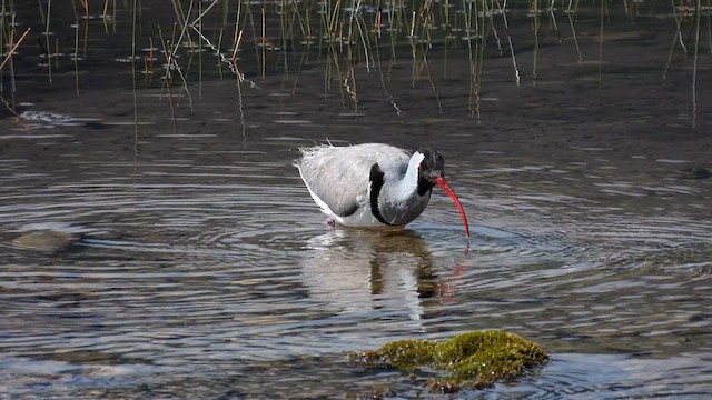 Ibisbill - ML620783366