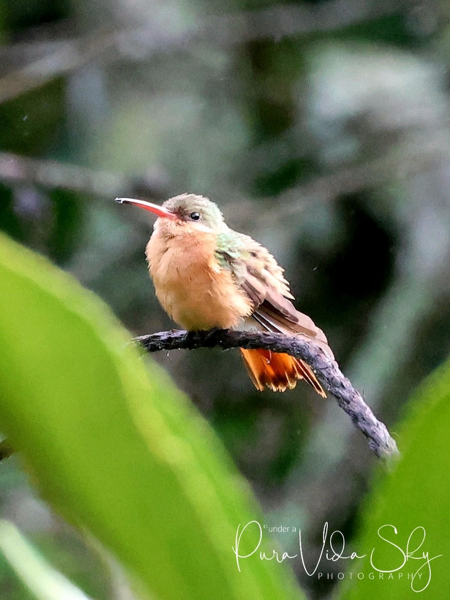 kolibřík ryšavý - ML620783380