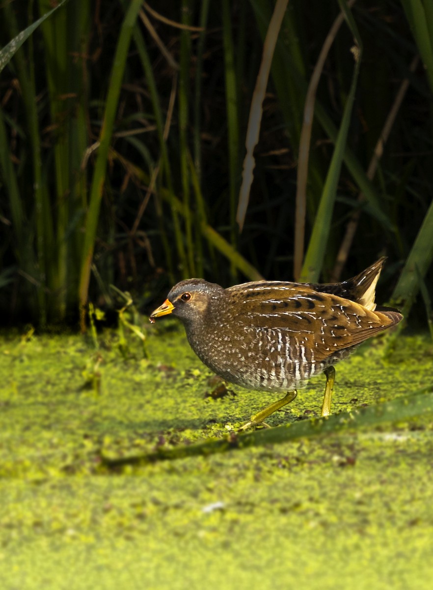 Spotted Crake - ML620783391