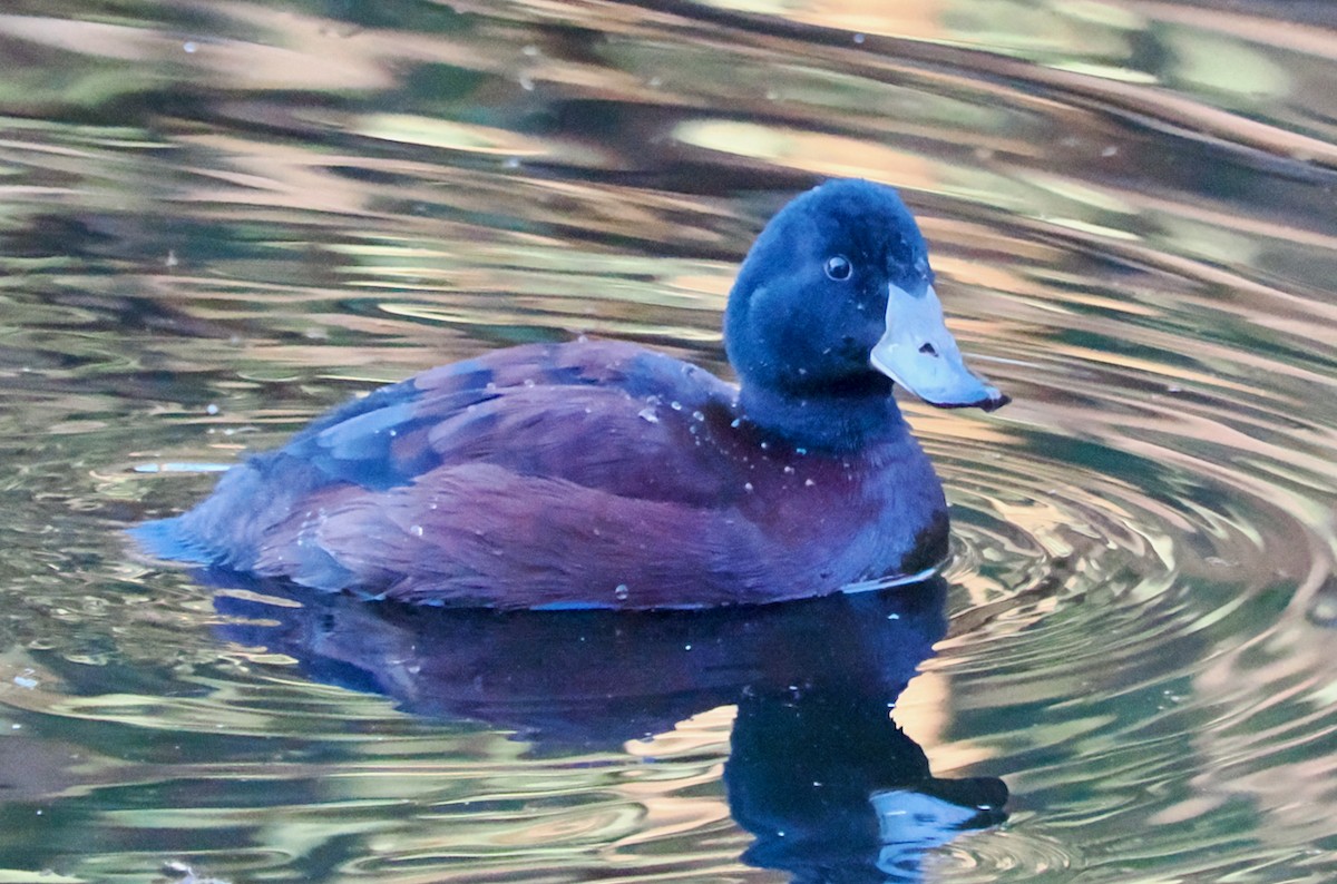 Blue-billed Duck - ML620783392