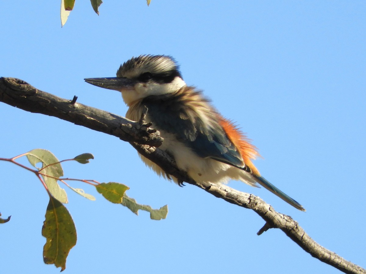 Red-backed Kingfisher - ML620783417