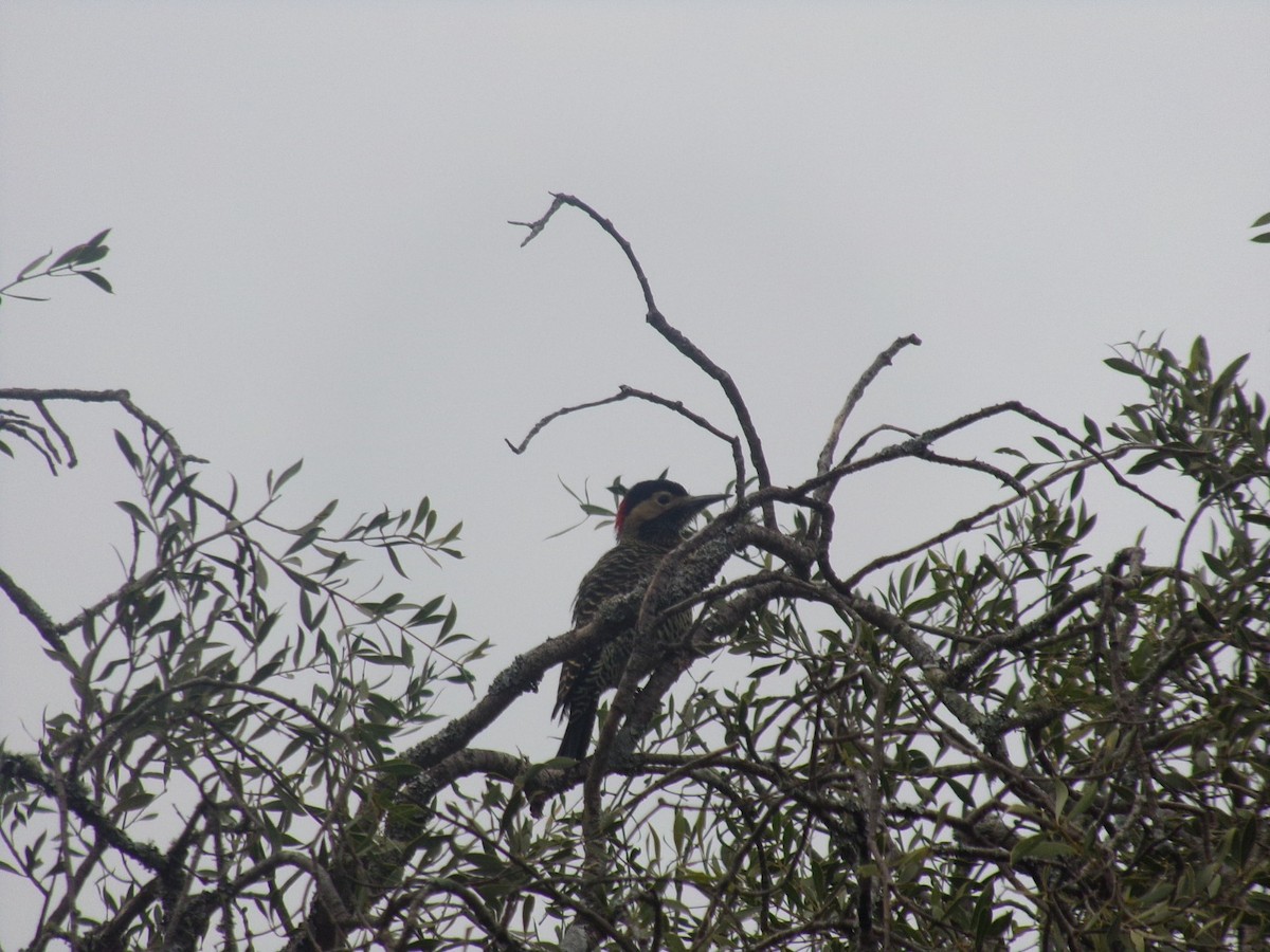 Green-barred Woodpecker - ML620783418