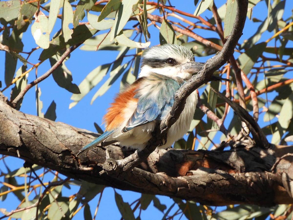 Red-backed Kingfisher - ML620783419