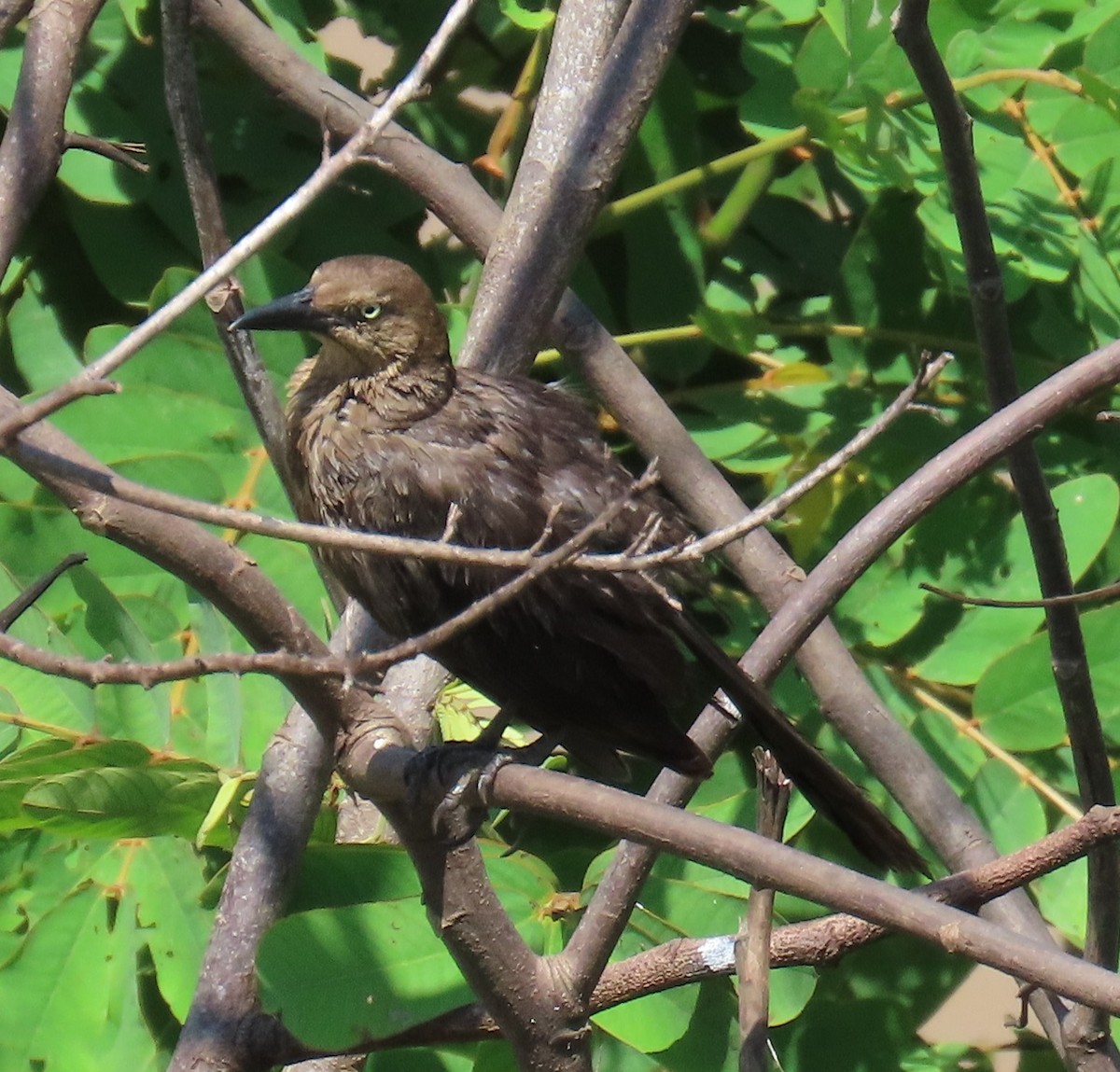 Great-tailed Grackle - ML620783440