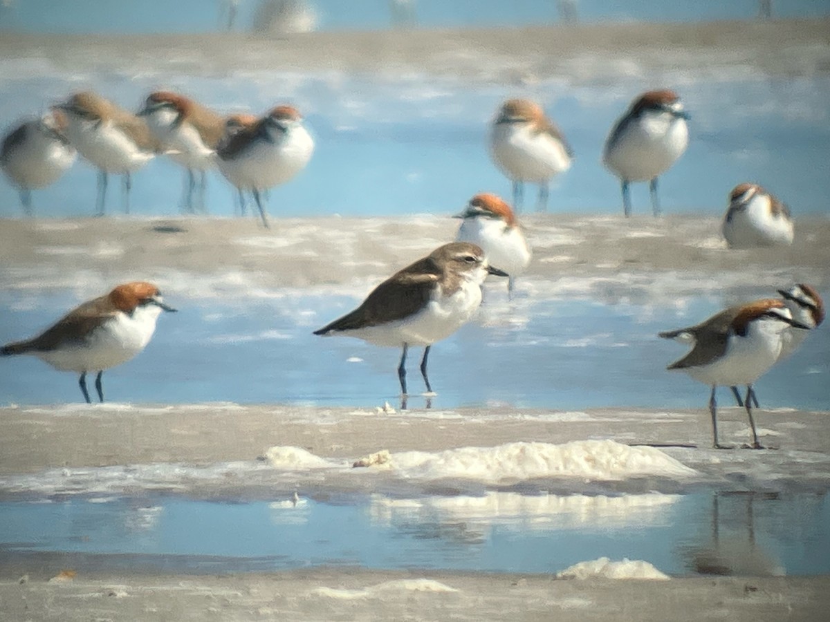 Tibetan Sand-Plover - ML620783456