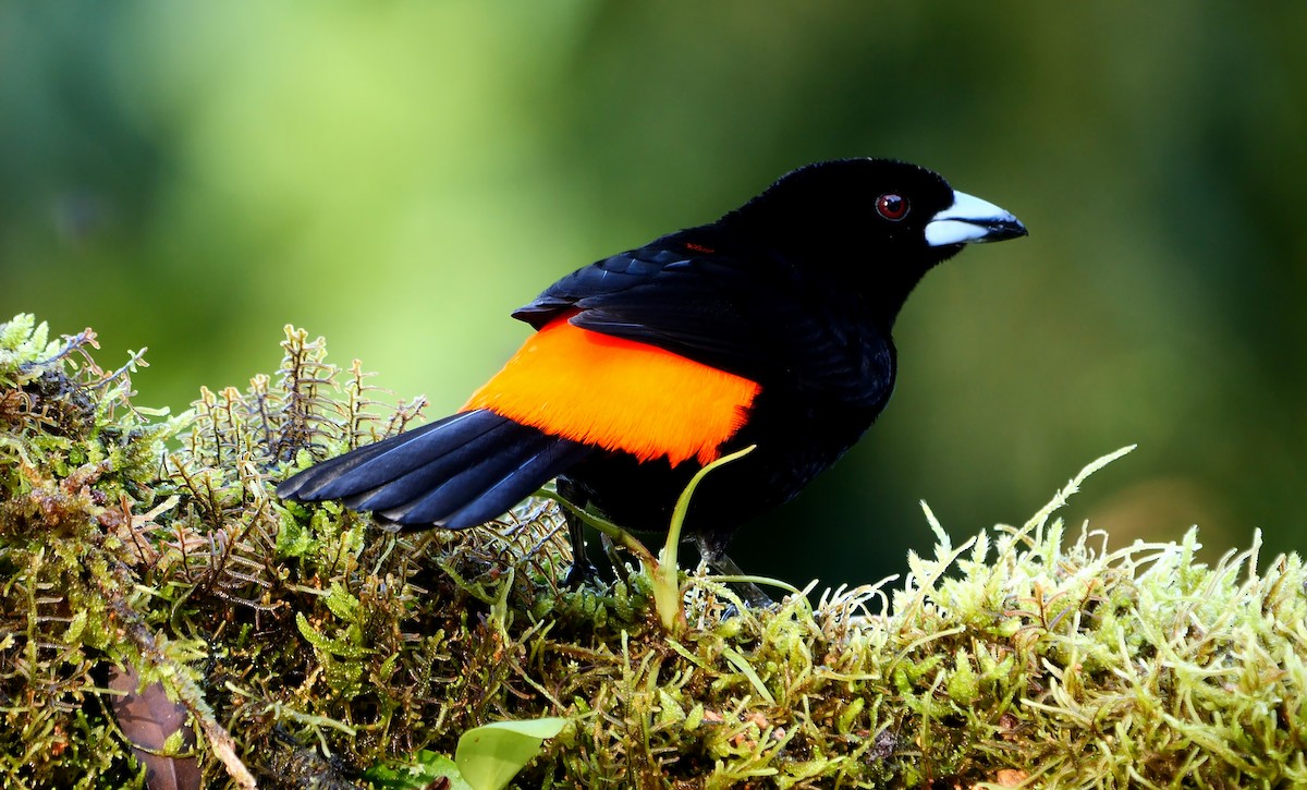 Scarlet-rumped Tanager (Cherrie's) - ML620783461