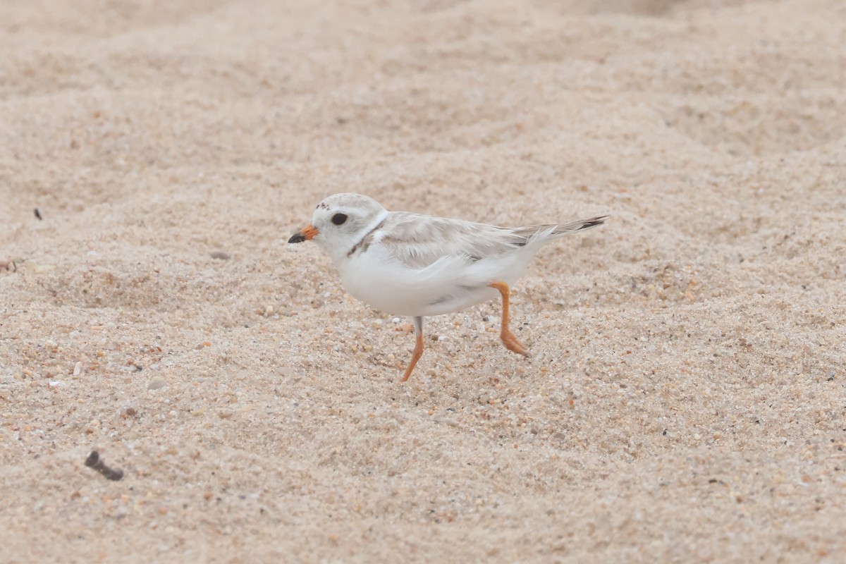 Piping Plover - ML620783480