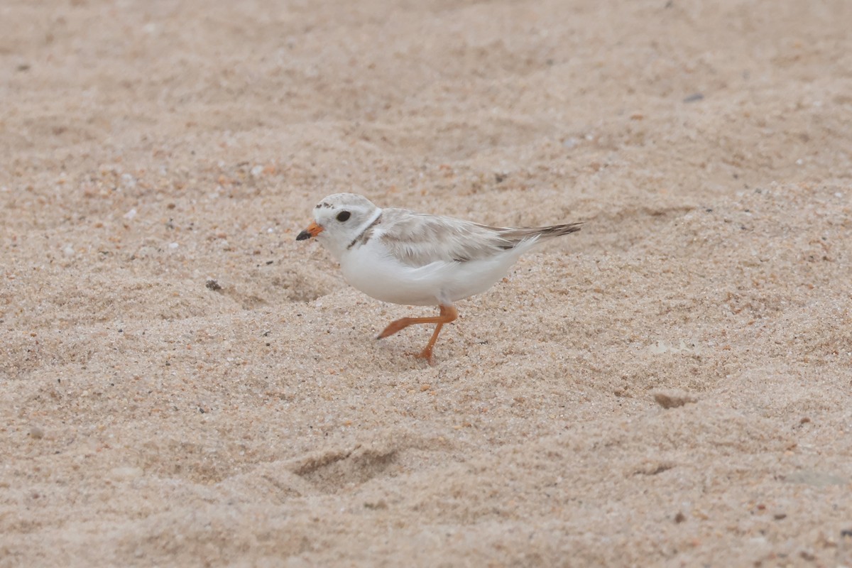 Piping Plover - ML620783481