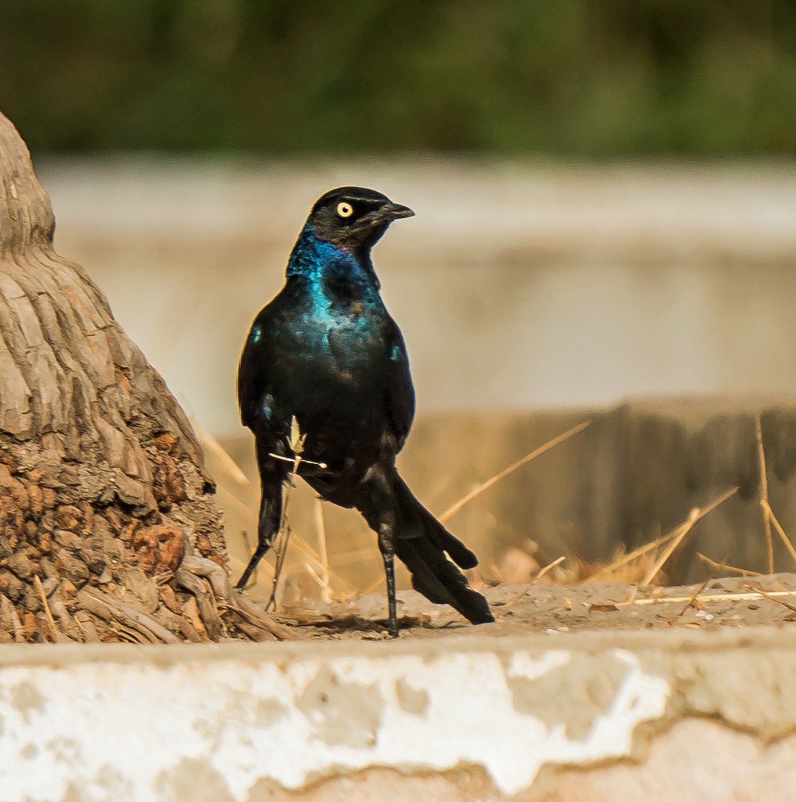 Long-tailed Glossy Starling - ML620783488