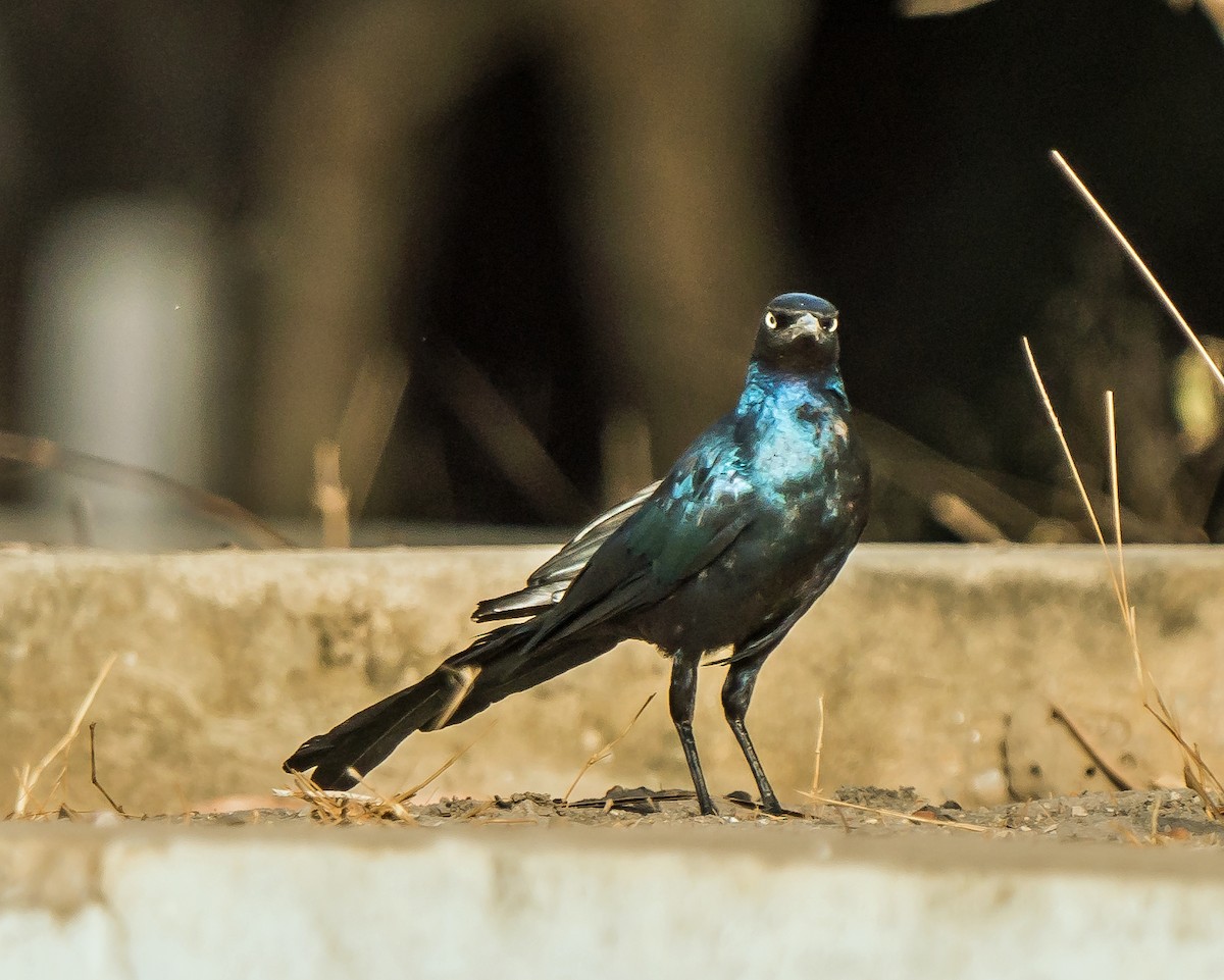 Long-tailed Glossy Starling - ML620783489