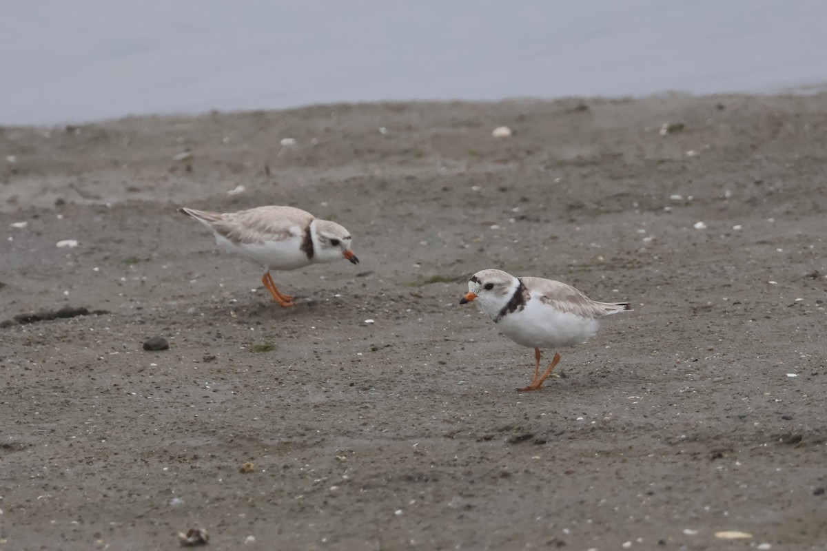 Piping Plover - ML620783497
