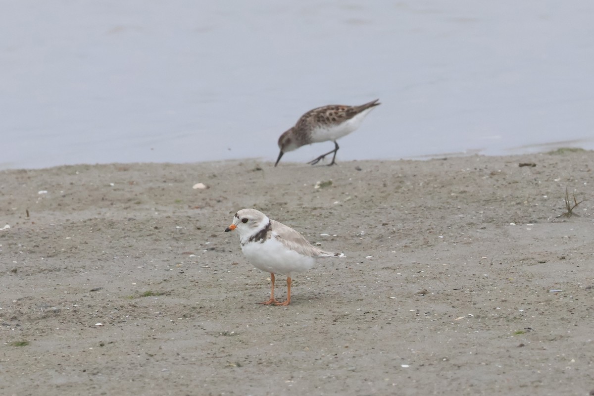 Piping Plover - ML620783498