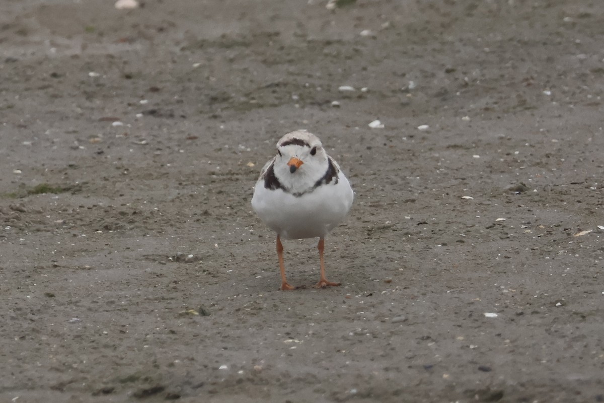 Piping Plover - ML620783504