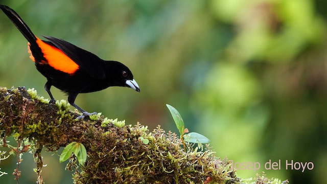 Scarlet-rumped Tanager (Cherrie's) - ML620783505