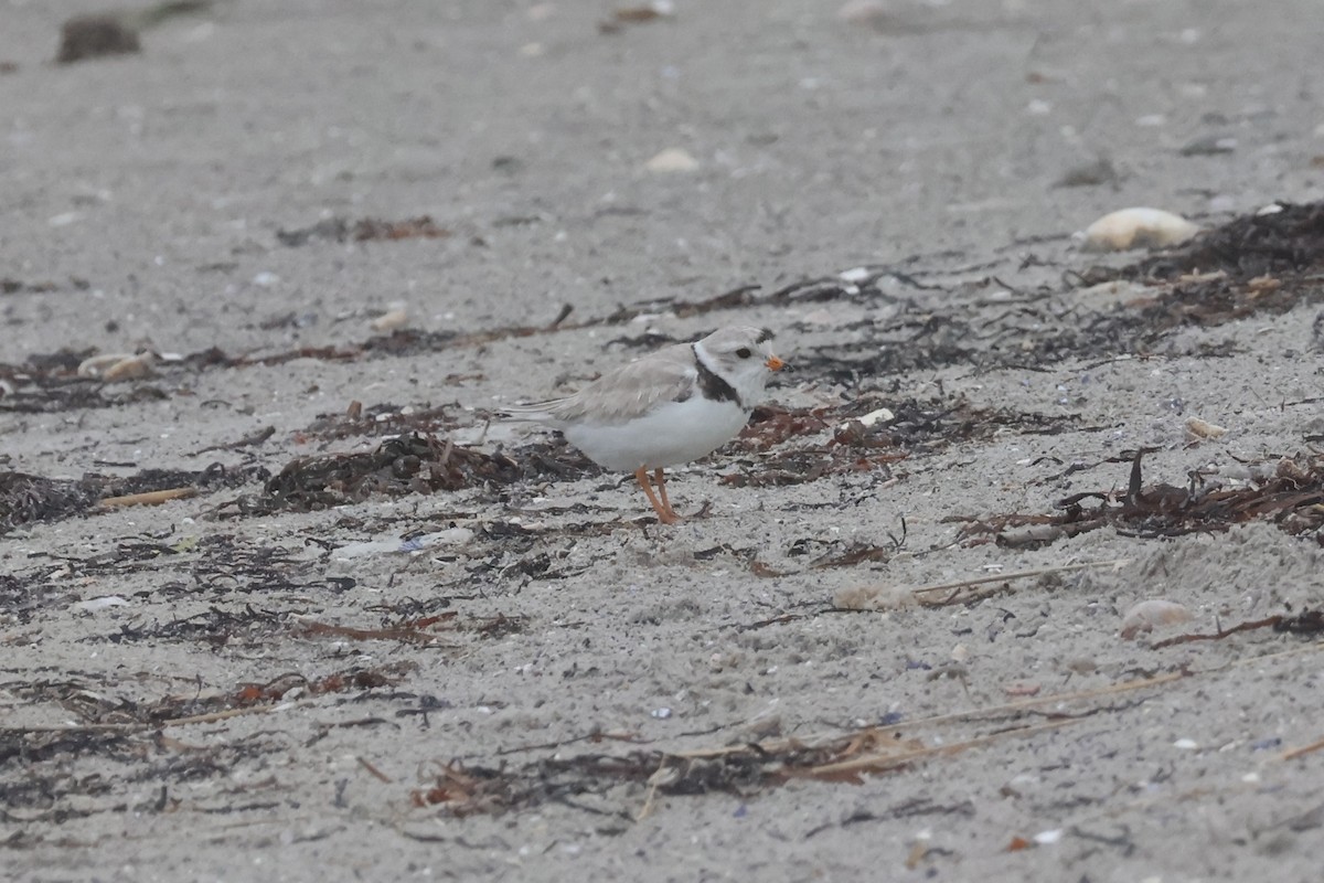 Piping Plover - ML620783507