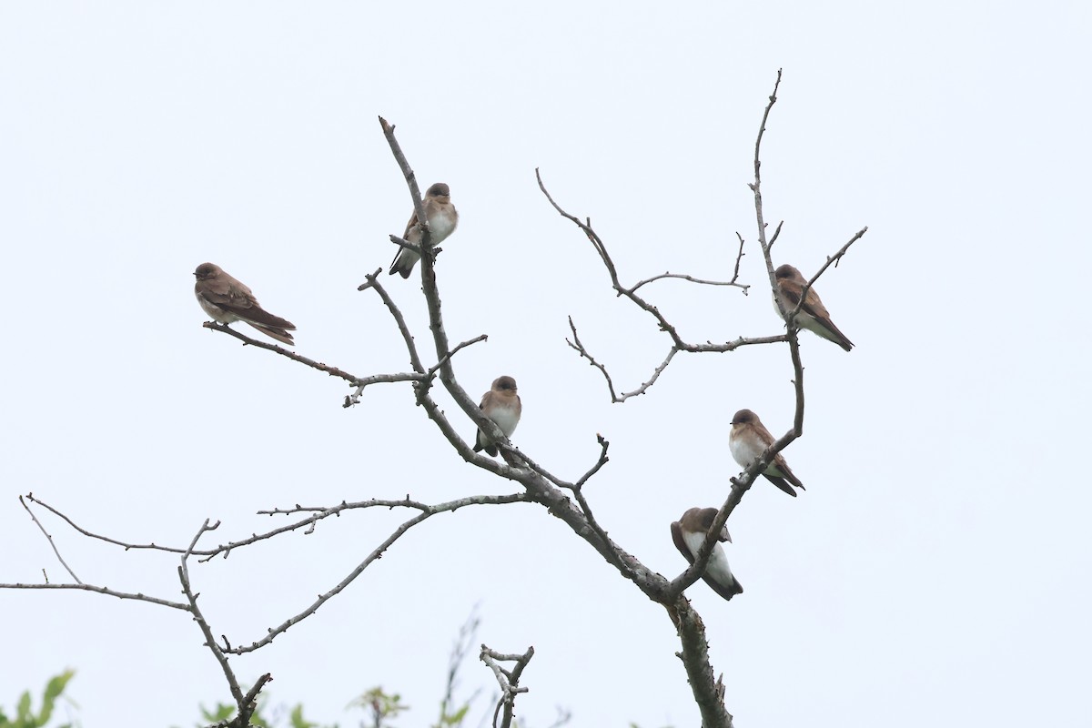 Northern Rough-winged Swallow - ML620783523