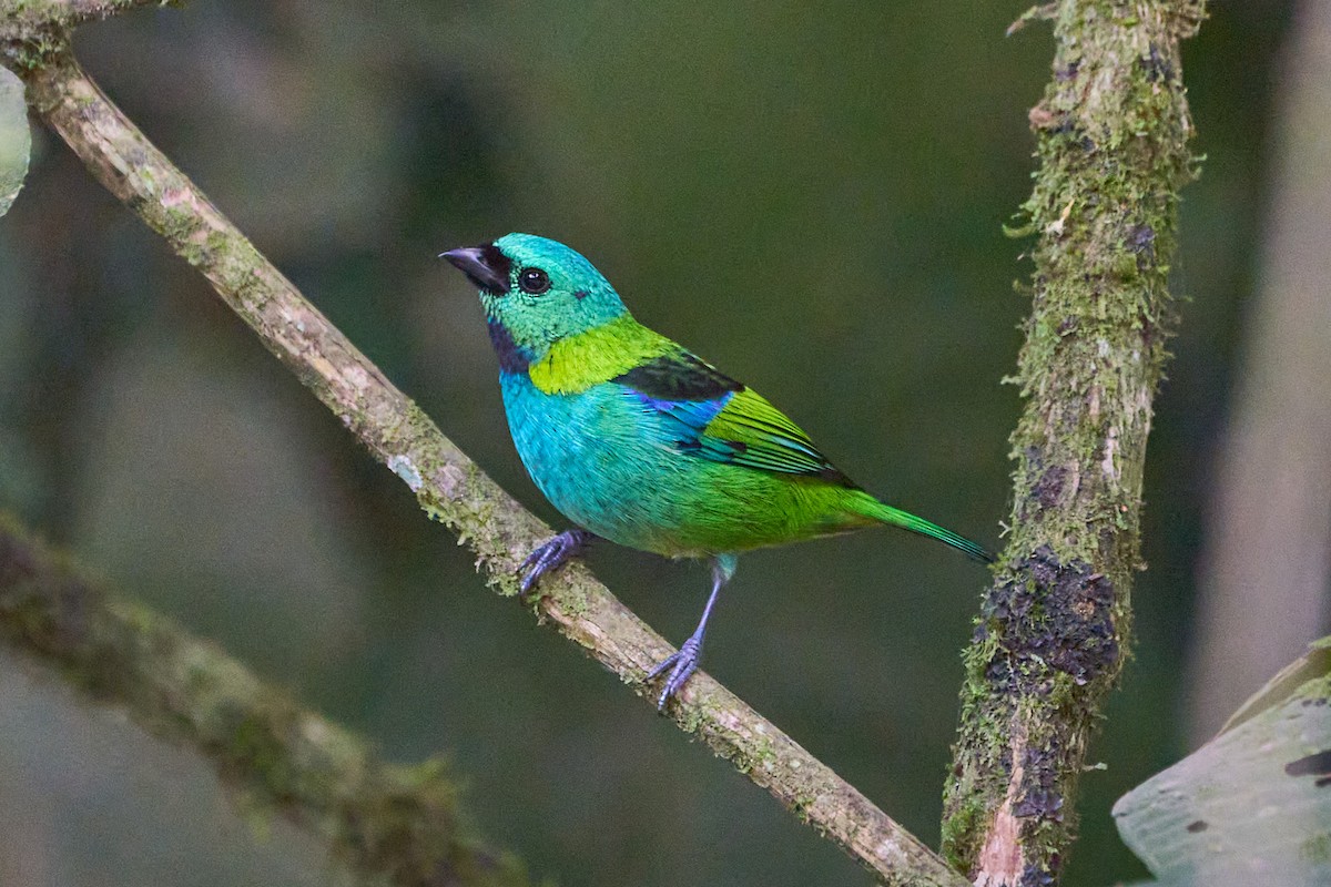 Green-headed Tanager - ML620783524