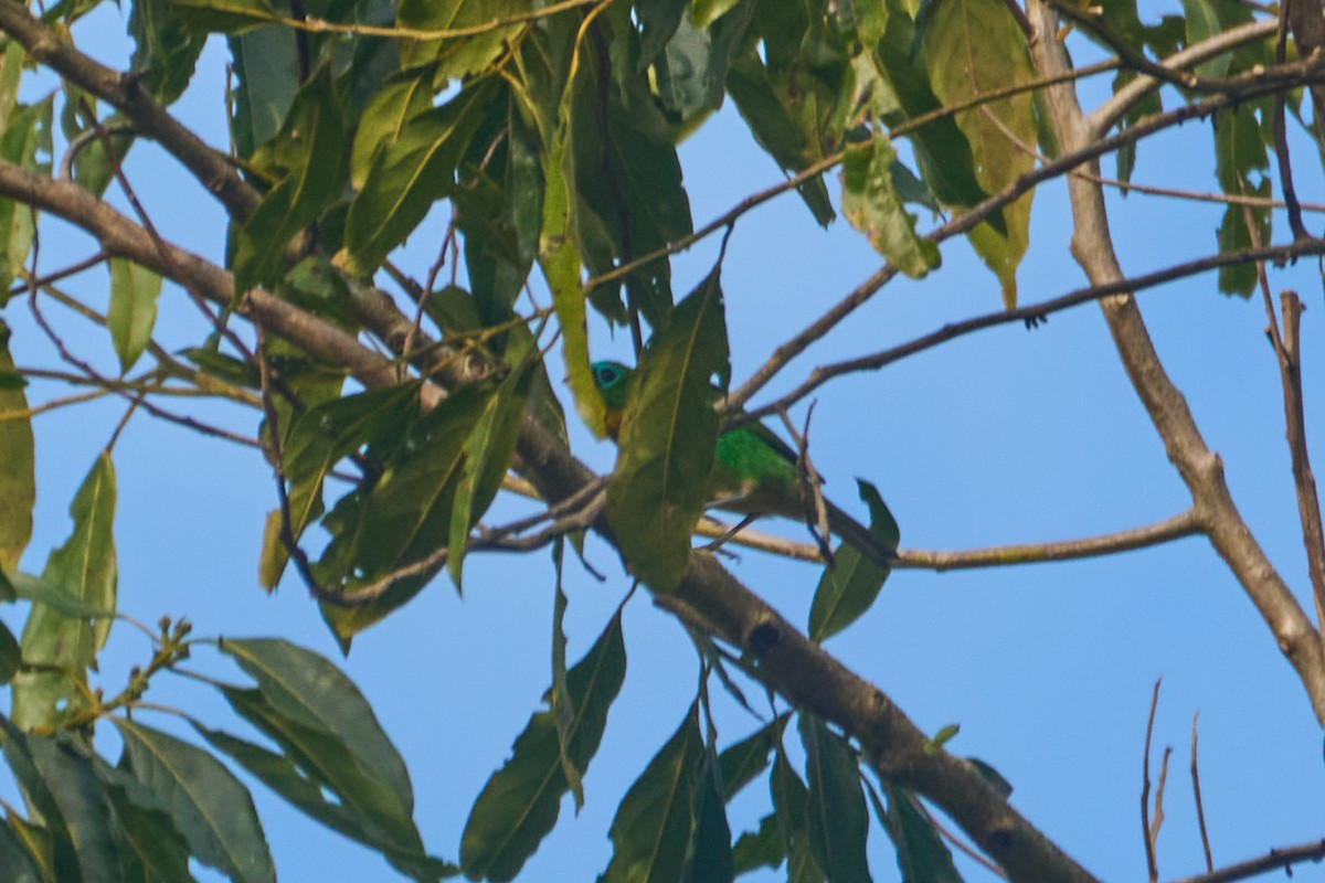 Brassy-breasted Tanager - ML620783538
