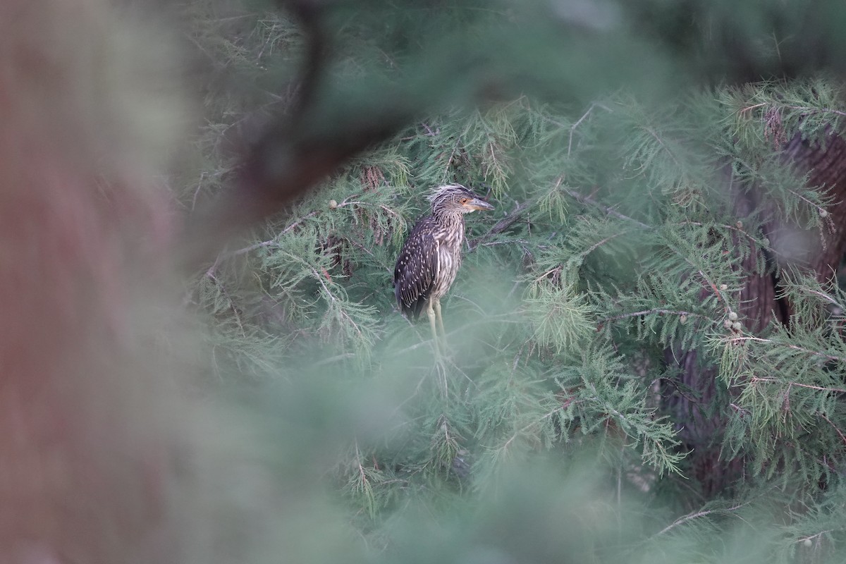 ebird-checklist-23-jun-2024-san-antonio-riverwalk-area-4-species