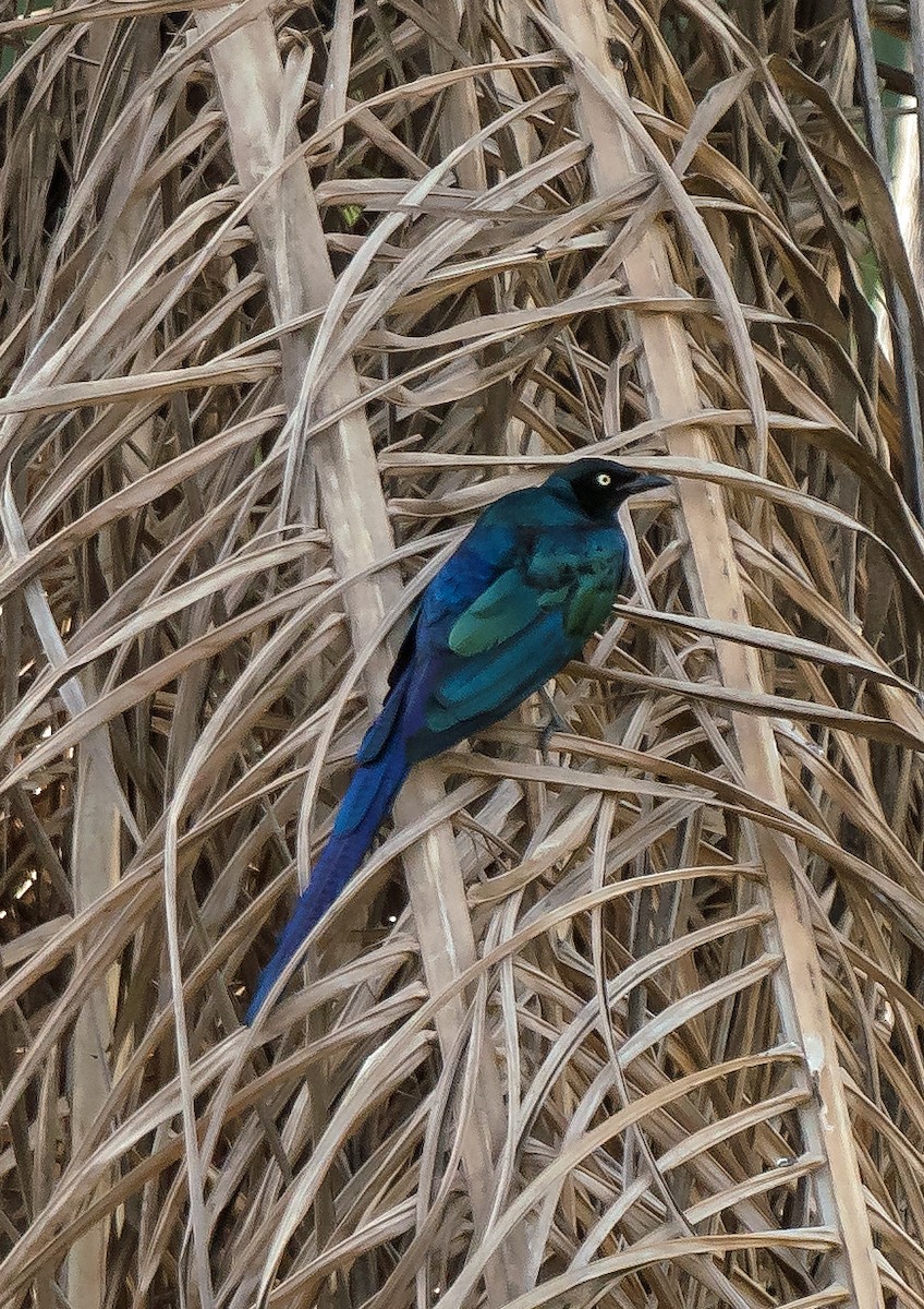 Long-tailed Glossy Starling - ML620783575