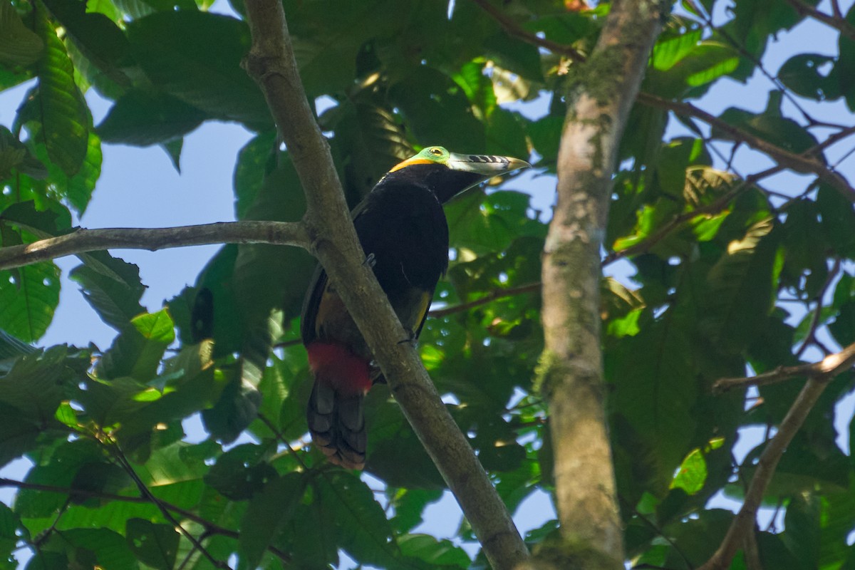 Spot-billed Toucanet - ML620783592