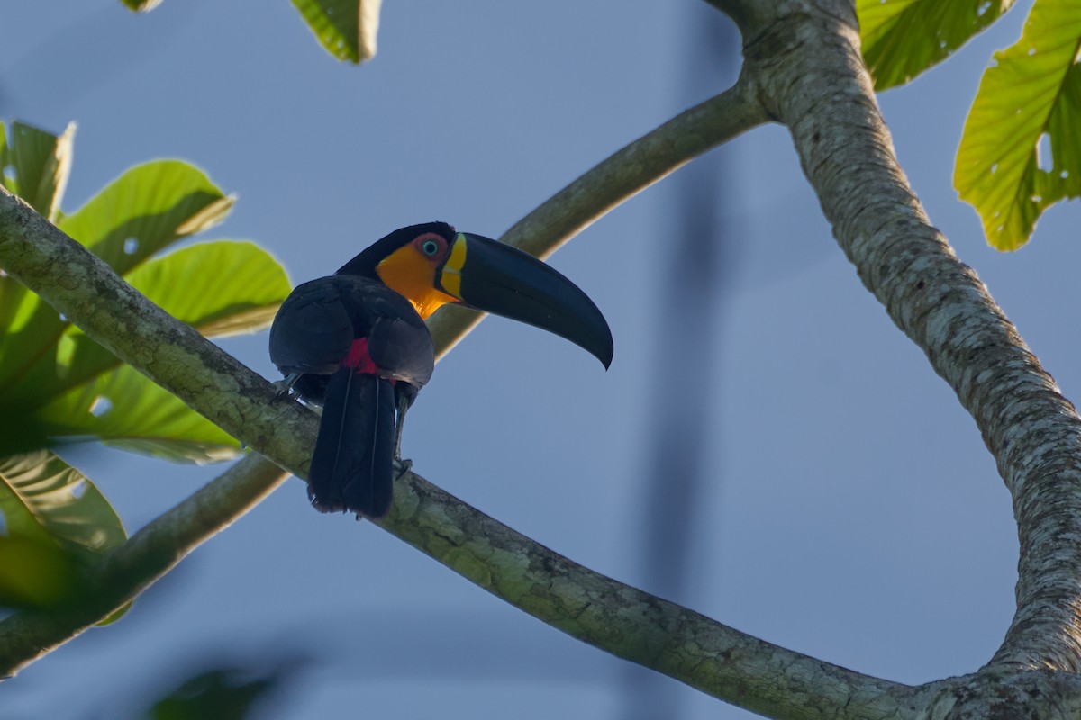 Channel-billed Toucan - ML620783593