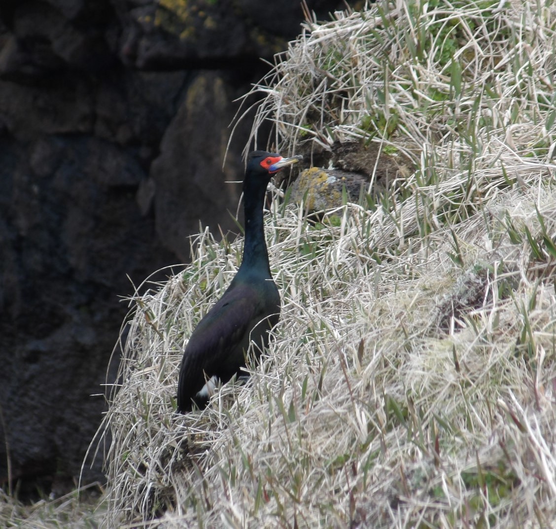 Red-faced Cormorant - ML620783601