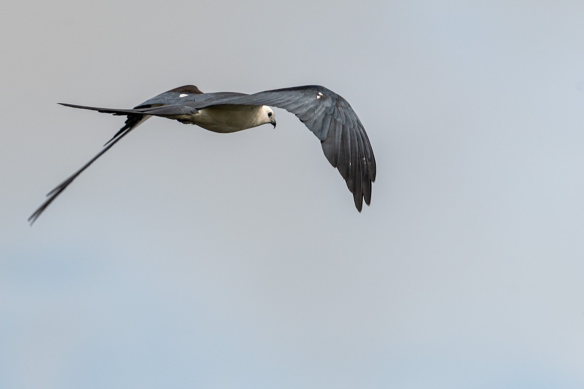 Swallow-tailed Kite - ML620783606