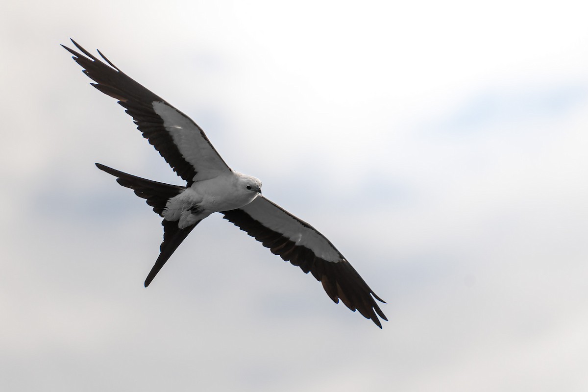 Swallow-tailed Kite - ML620783607