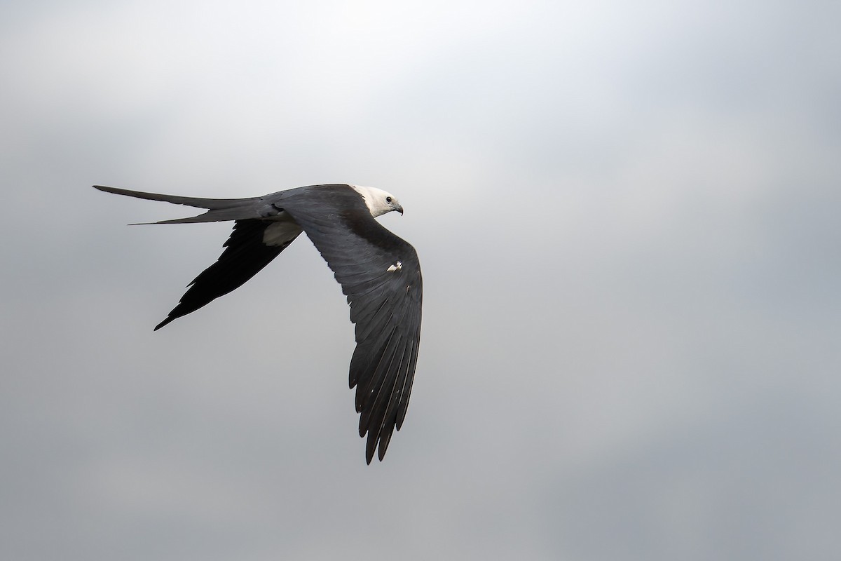 Swallow-tailed Kite - ML620783608