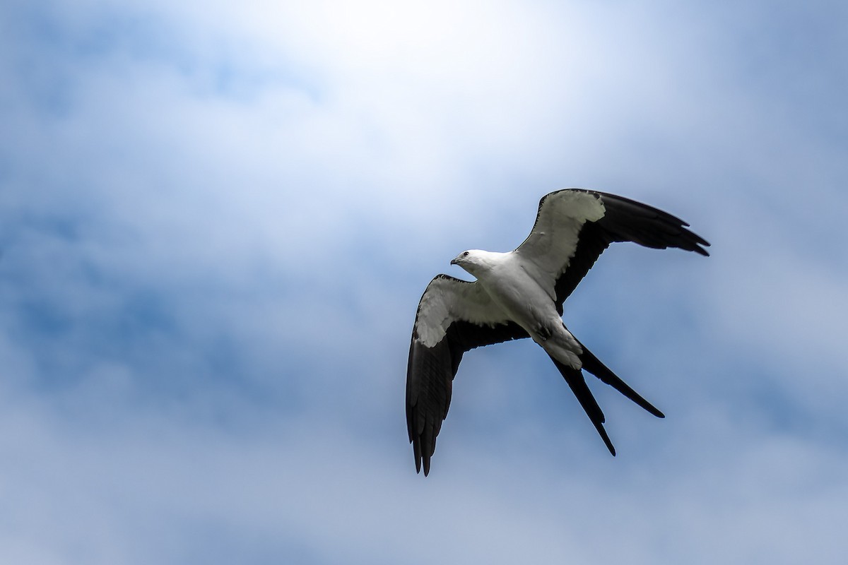 Swallow-tailed Kite - ML620783609
