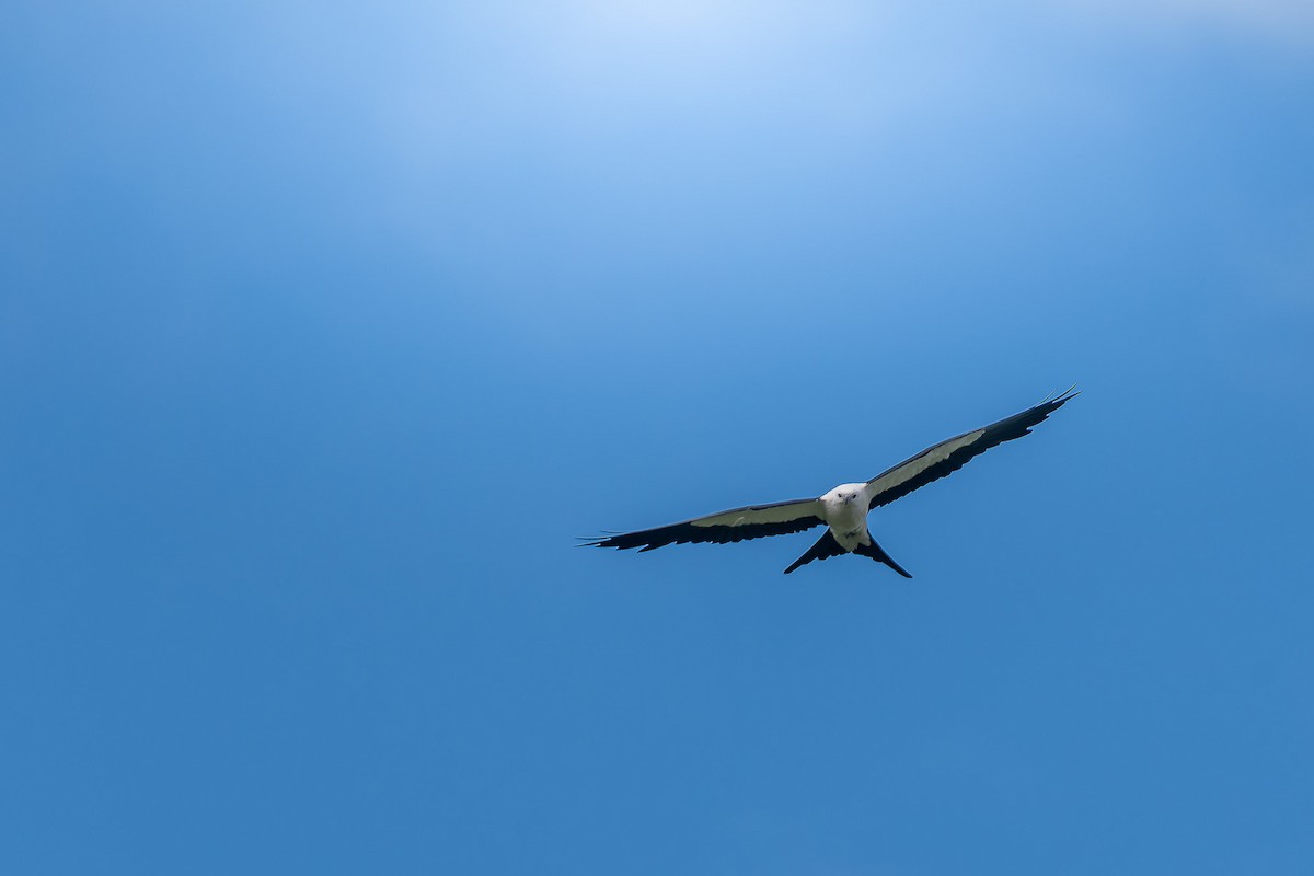 Swallow-tailed Kite - Pablo Ramos