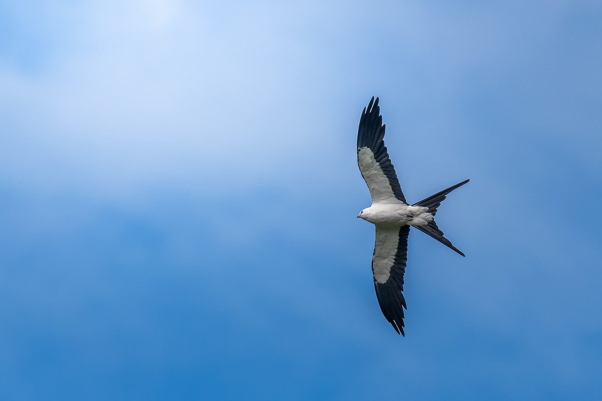 Swallow-tailed Kite - ML620783611