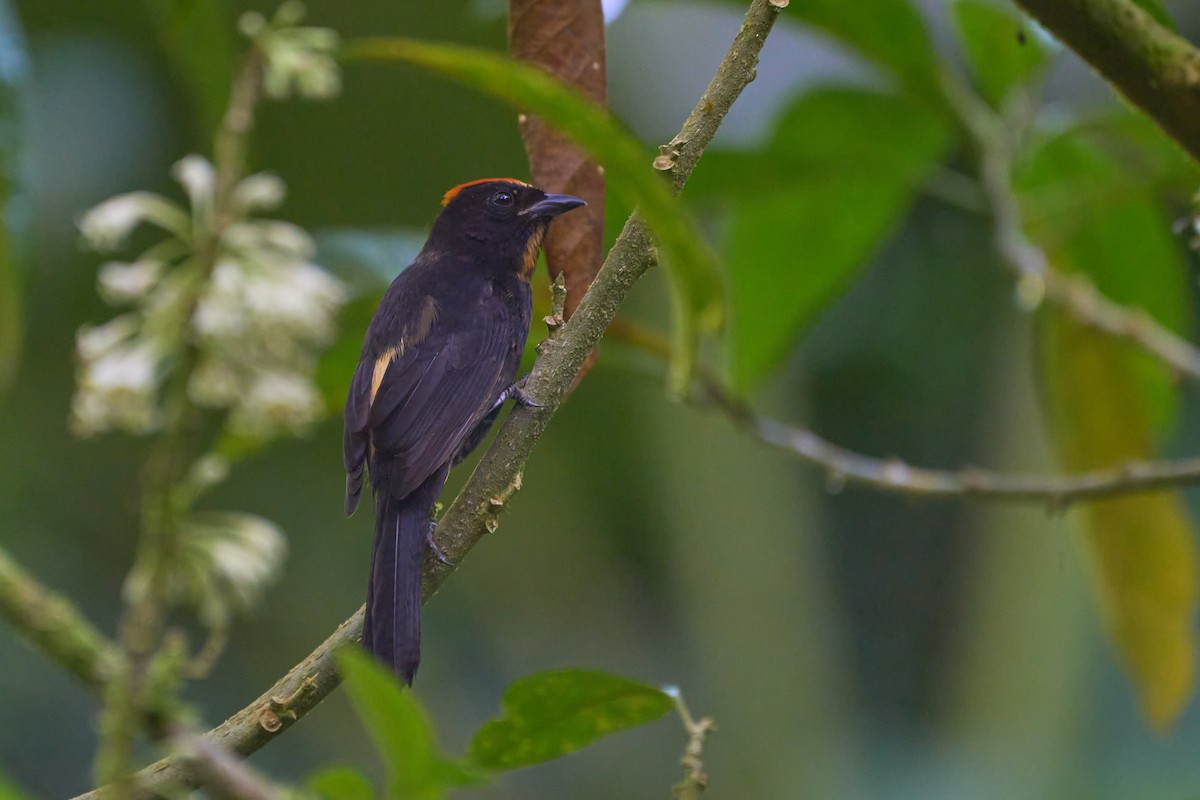 Flame-crested Tanager - ML620783630