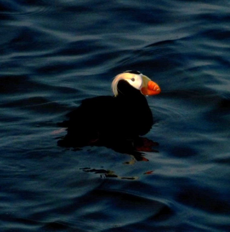 Tufted Puffin - ML620783642