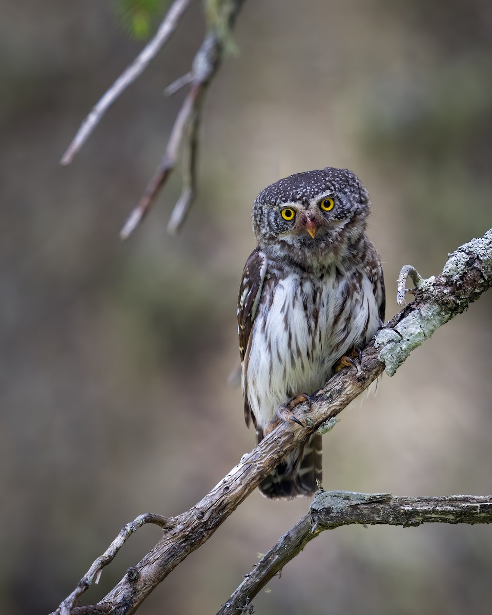 Eurasian Pygmy-Owl - ML620783646