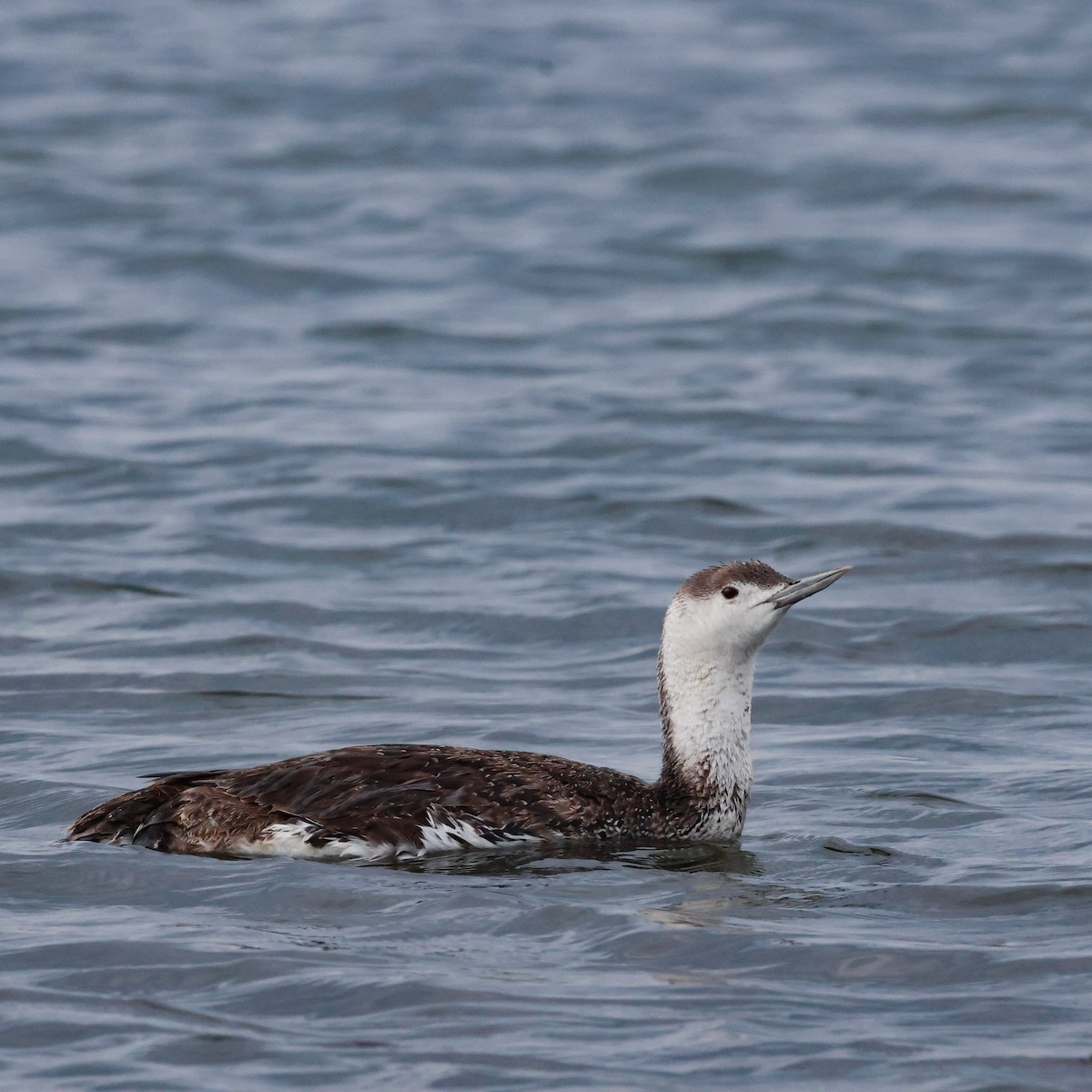 Red-throated Loon - ML620783677