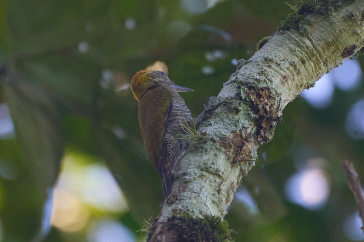 Yellow-eared Woodpecker - ML620783691