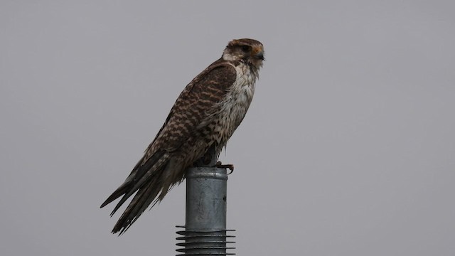 Saker Falcon - ML620783713