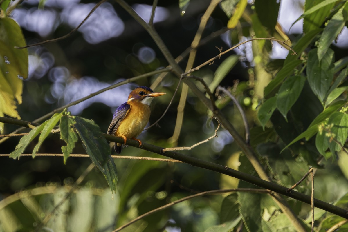 African Pygmy Kingfisher - ML620783718