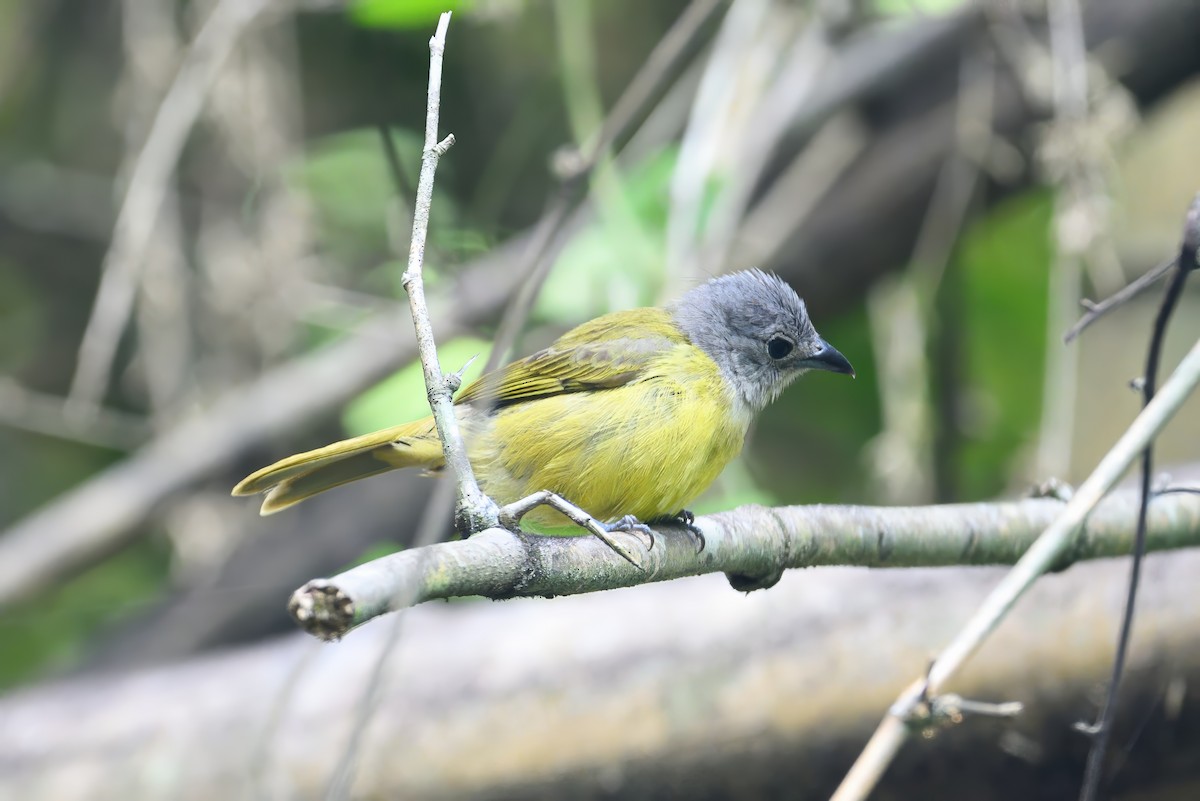 White-shouldered Tanager - ML620783735