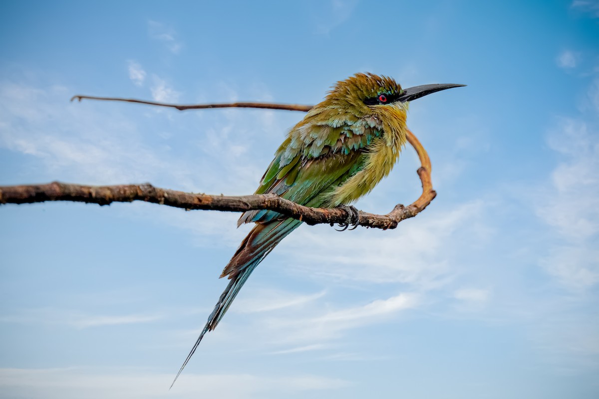 Blue-tailed Bee-eater - ML620783749
