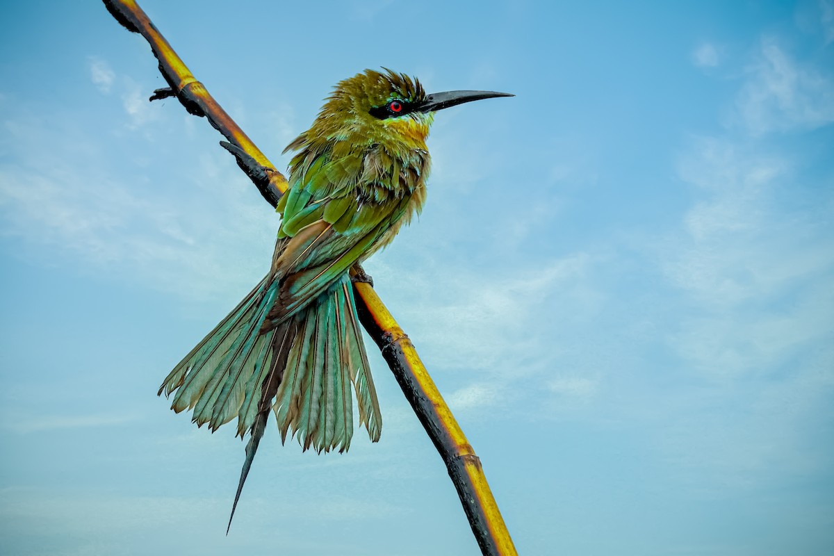 Blue-tailed Bee-eater - ML620783750