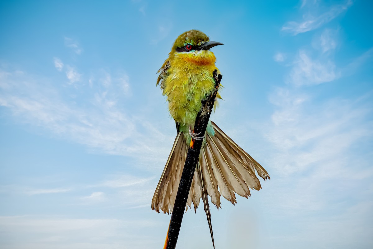 Blue-tailed Bee-eater - ML620783751