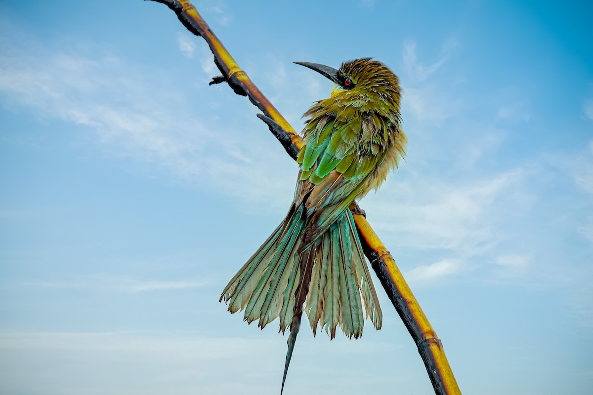 Blue-tailed Bee-eater - ML620783752
