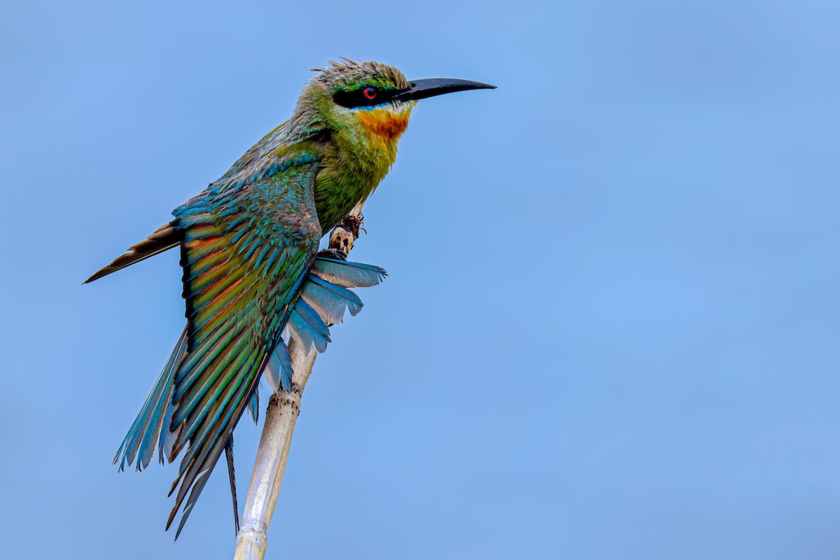 Blue-tailed Bee-eater - ML620783754