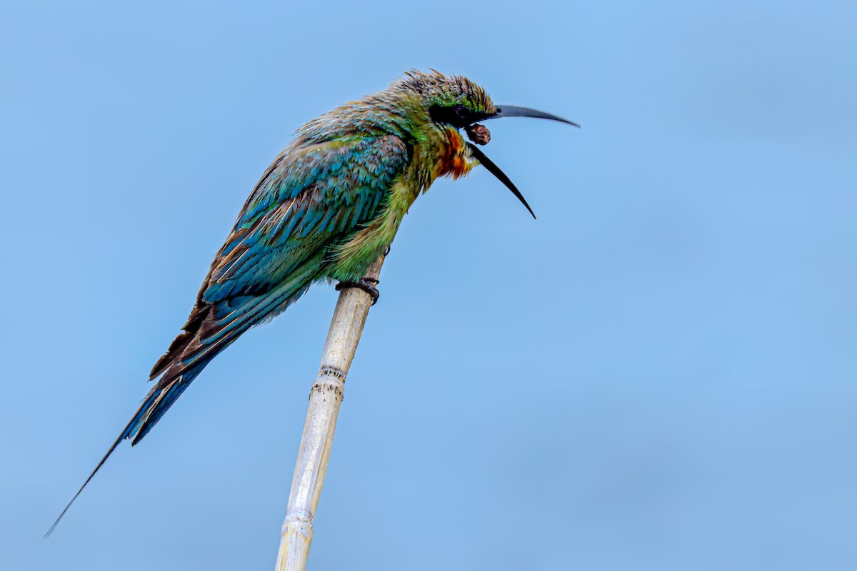 Blue-tailed Bee-eater - ML620783755
